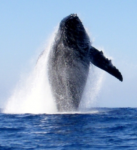 Photo by Del Giddings. Breaching 45, 90,000# Humpback Whale off the coast of Hawaii, 100 in front of our 12 ocean Kayak on 2/20/2012. 